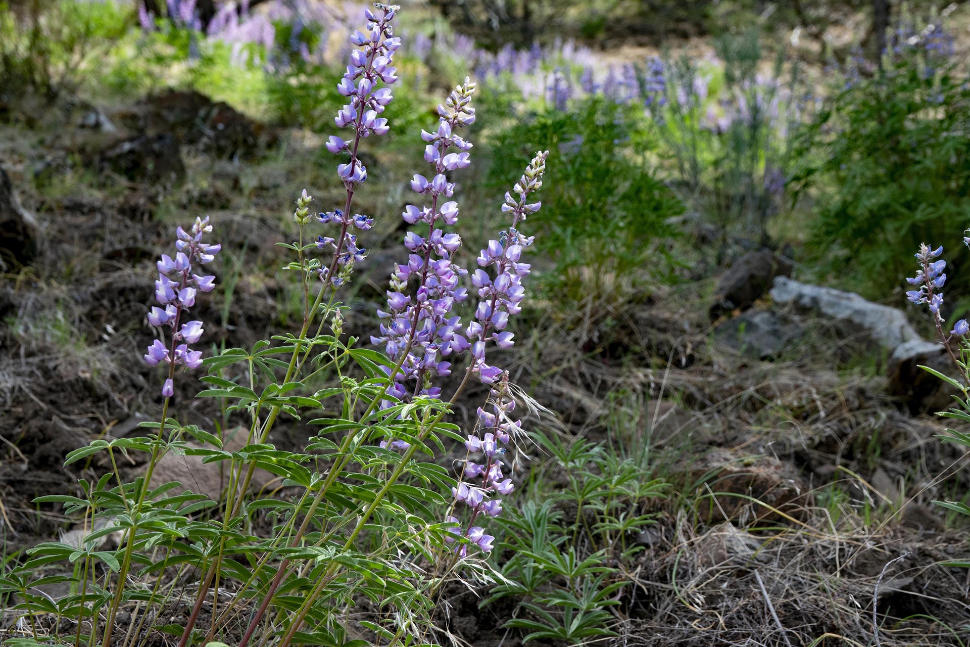 flowers oregon running spur hunting ranch