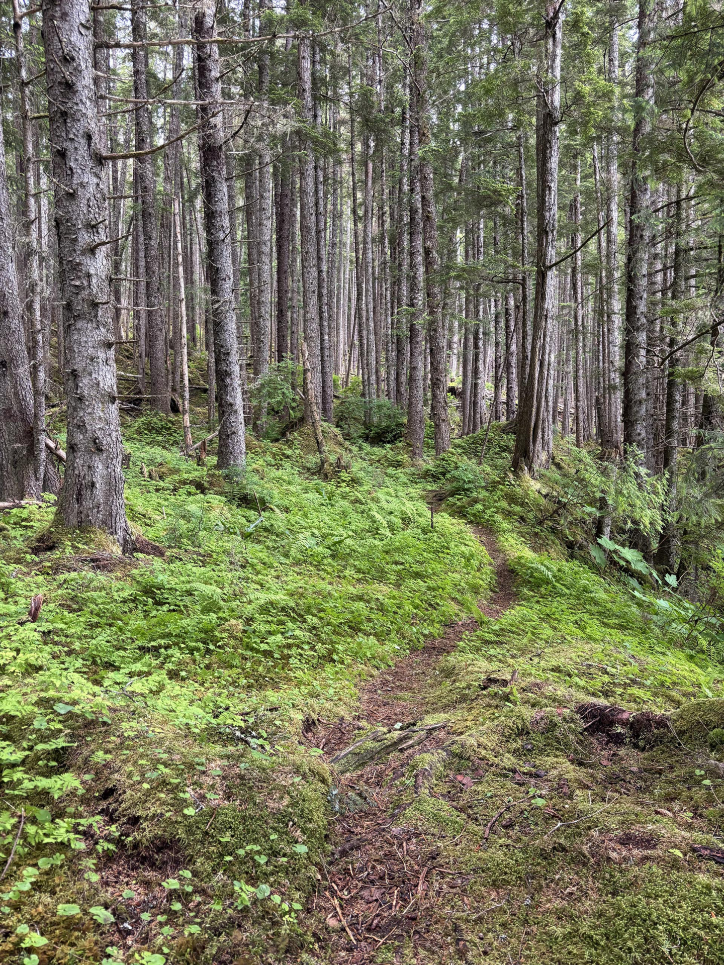 forest alaska inside passage wilderness enclave