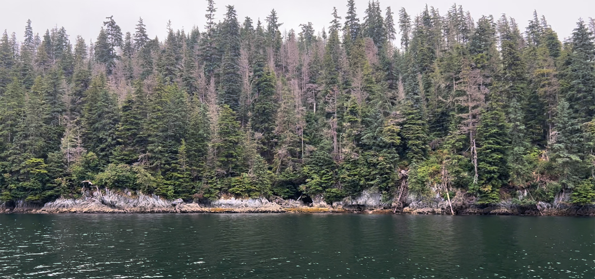 forested shore alaska inside passage wilderness enclave