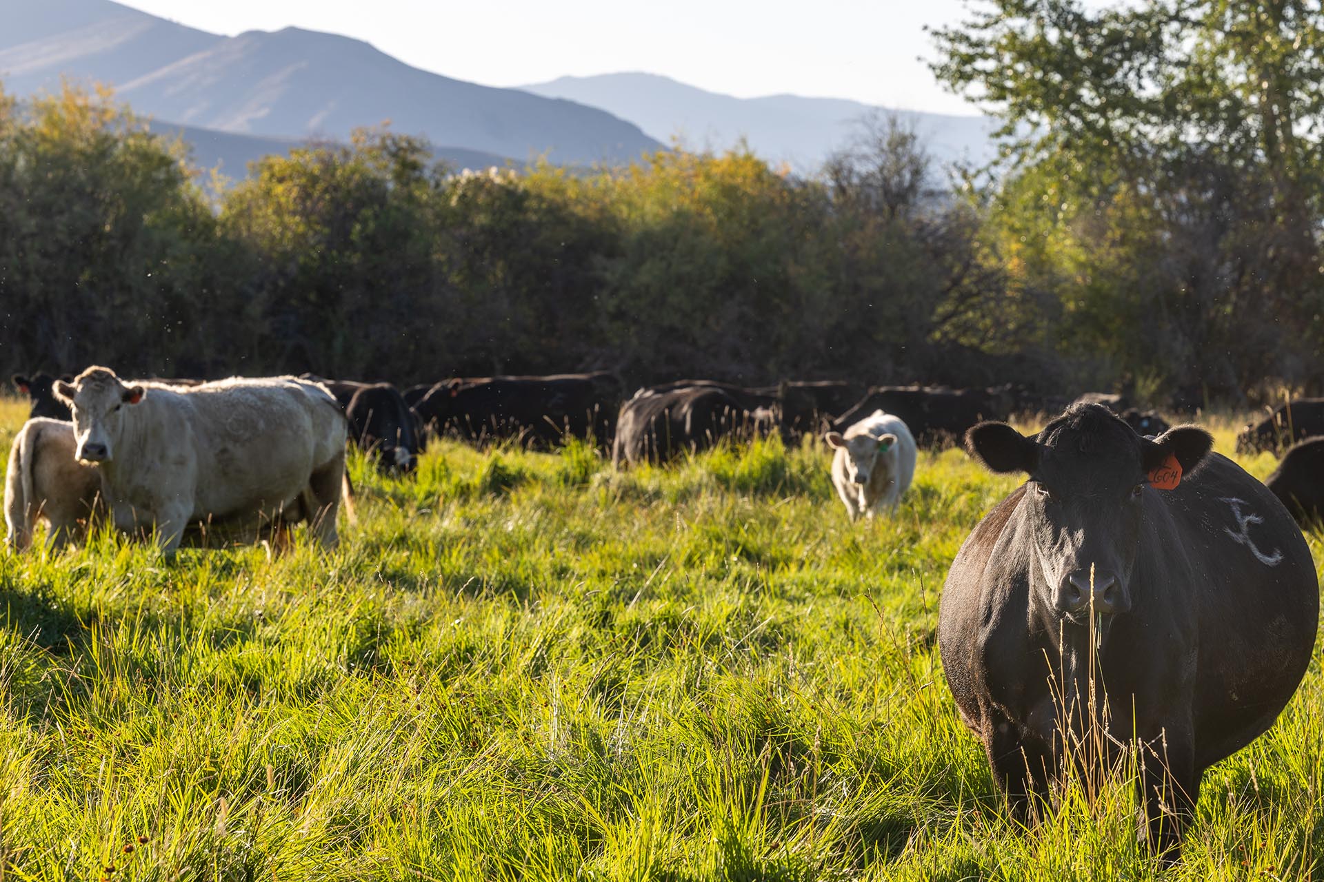 grazing cattle idaho jackson corner ranch