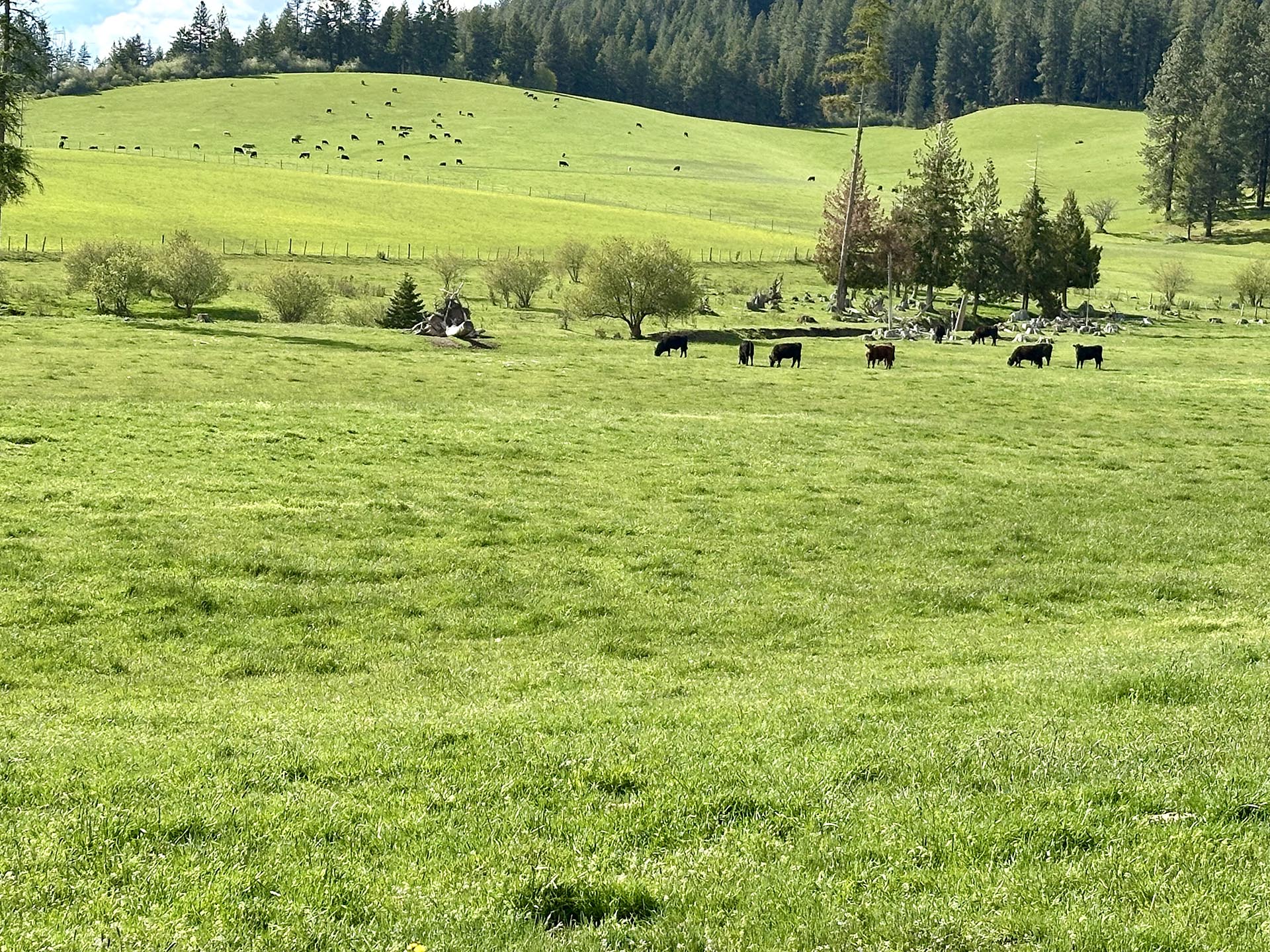 grazing cattle idaho park ranch