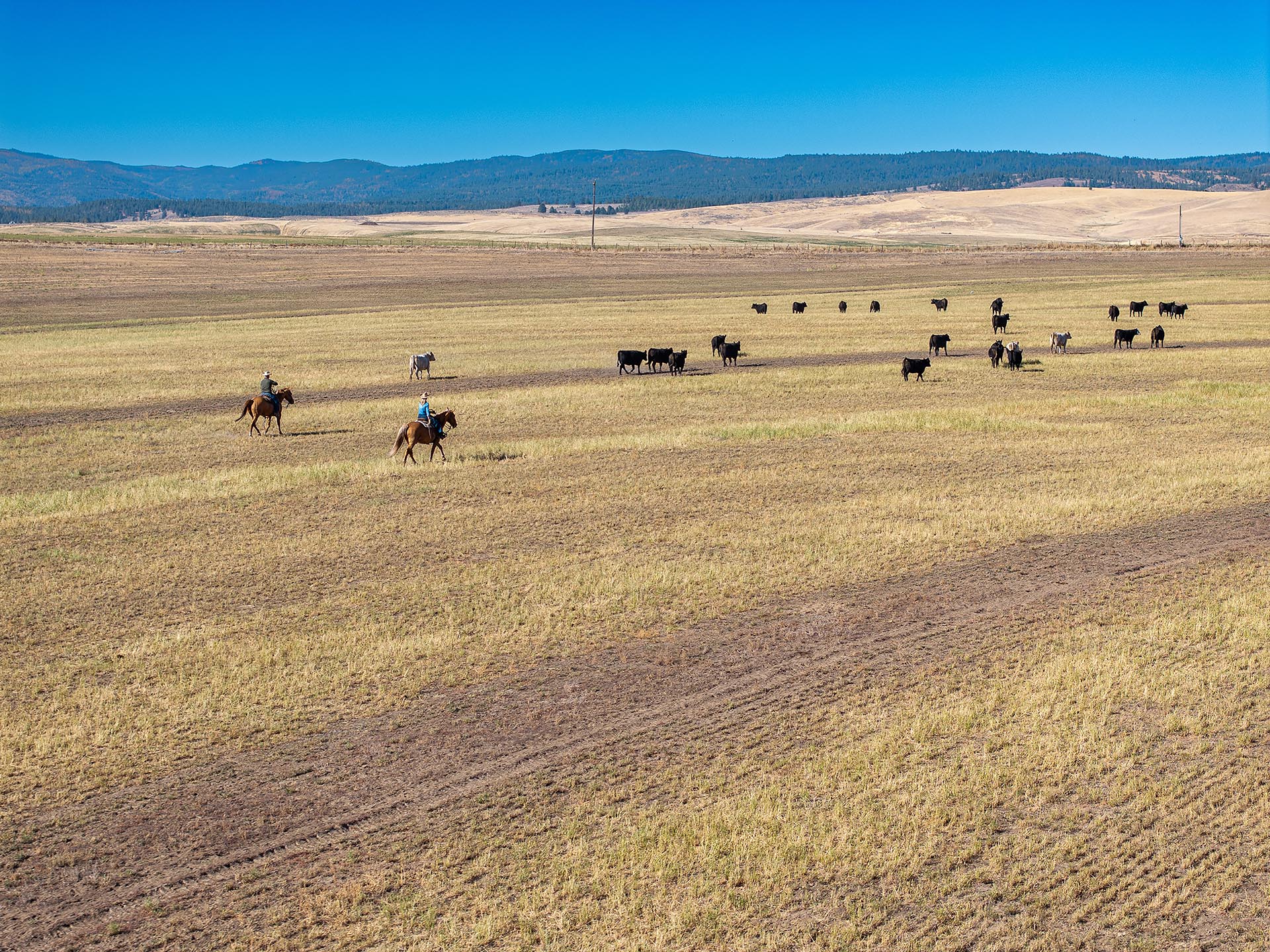 horseback cattle herding open fields oregon north powder farm