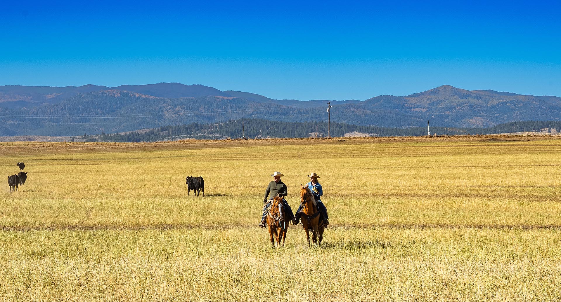 horseback riders with cattle ranch oregon north powder farm