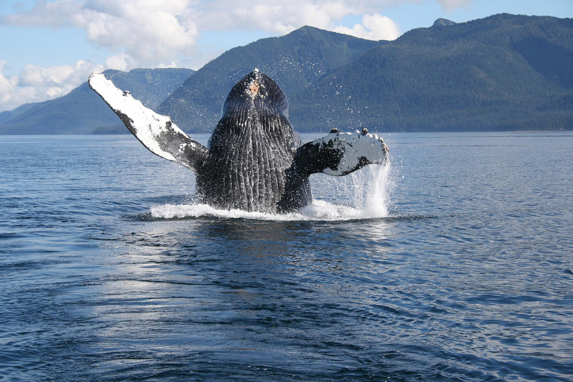 humpback whale alaska inside passage wilderness enclave