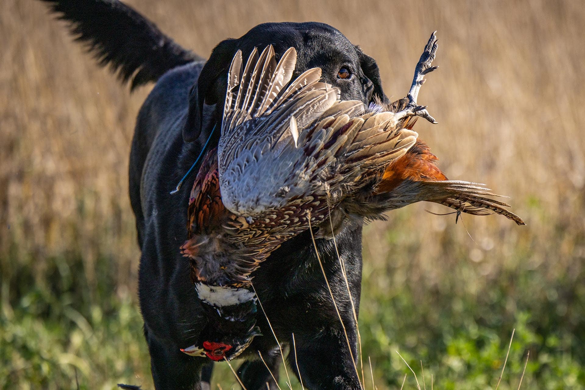 hunting dog retrieving land for sale south dakota paul nelson farm