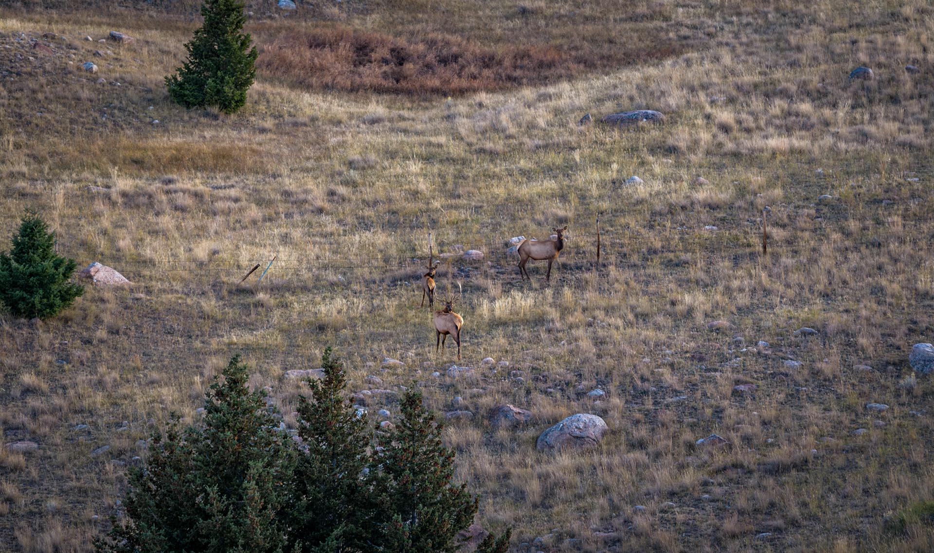 hunting land with elk montana dempsey lakes cattle ranch