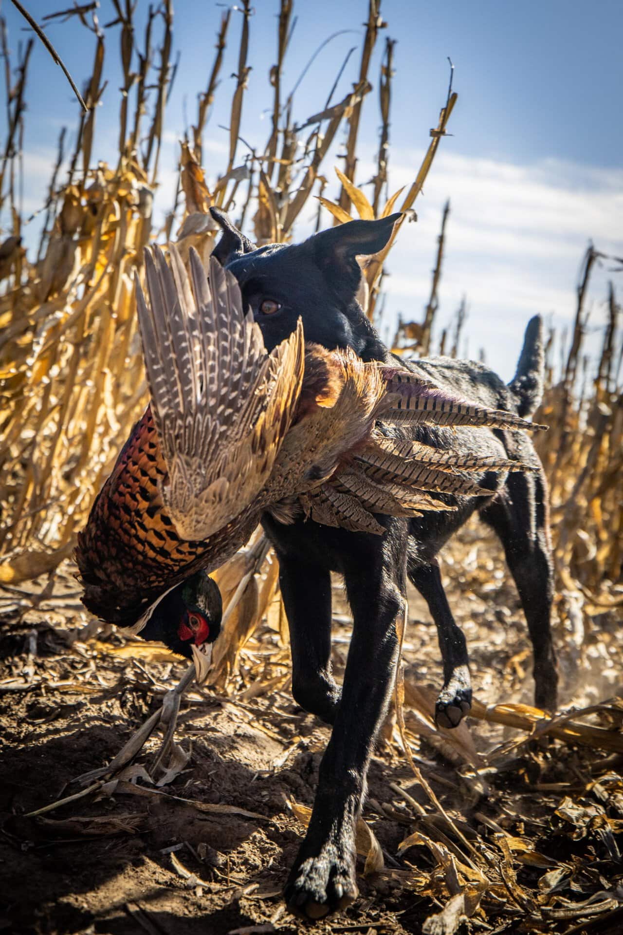 hunting property with dog retrieval south dakota paul nelson farm