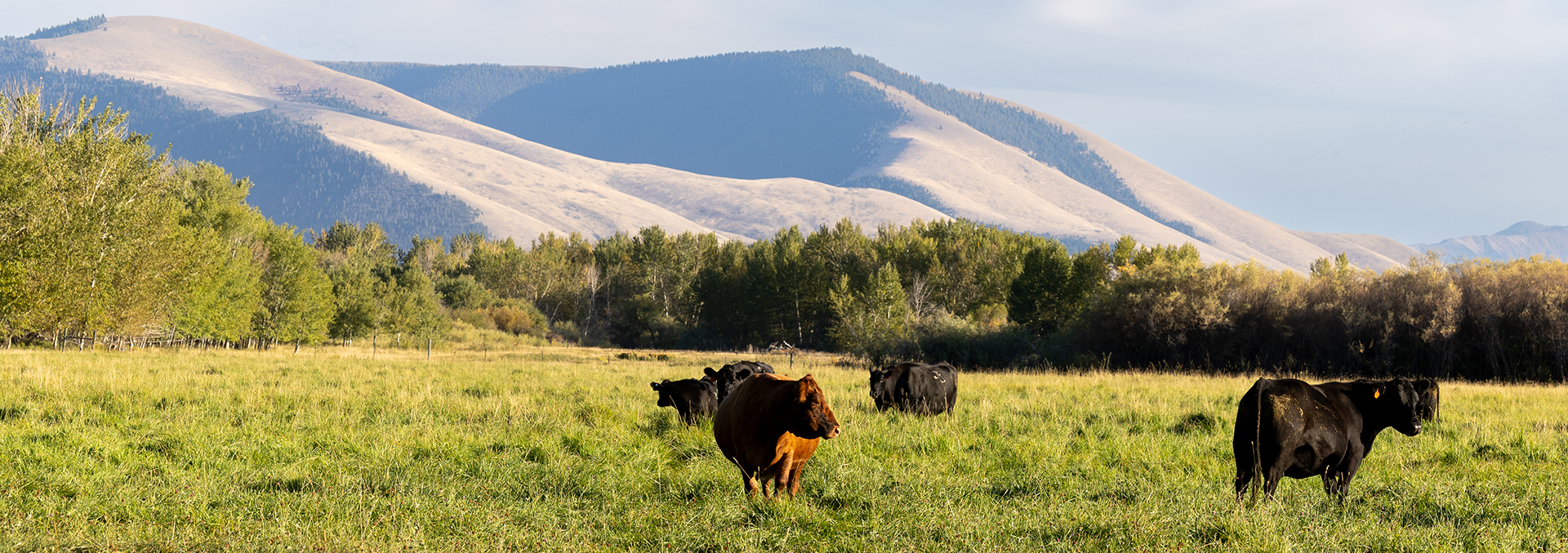 idaho agriculture land for sale jackson corner ranch
