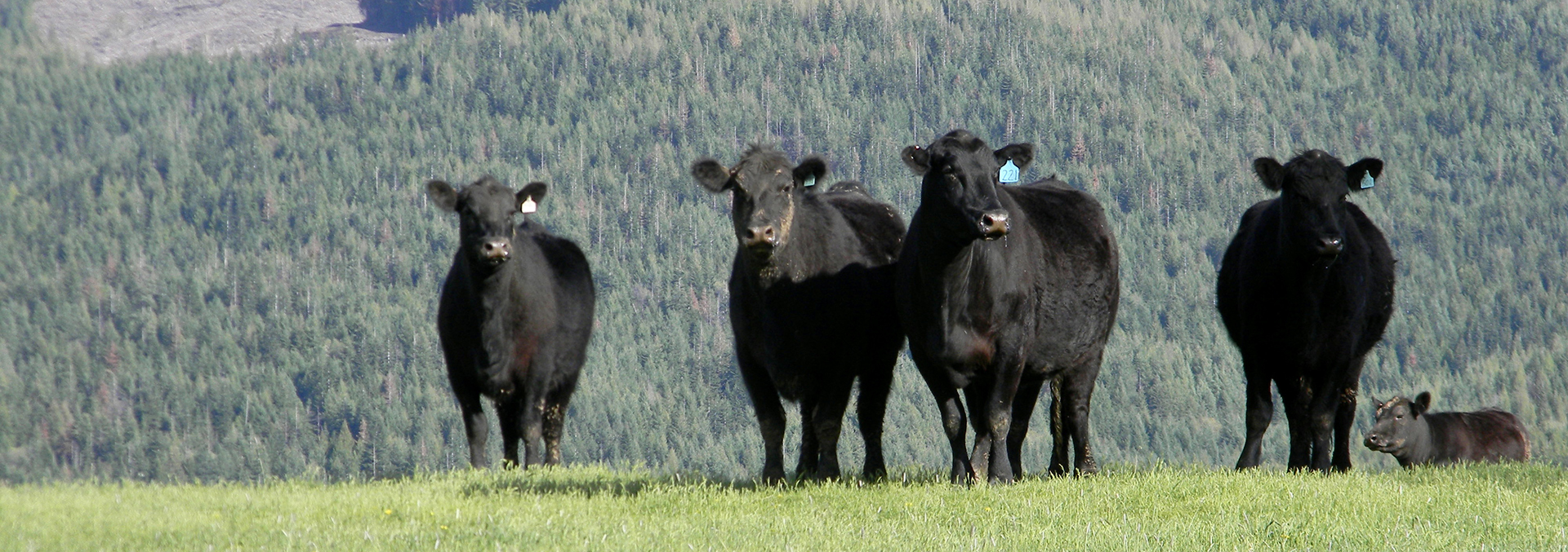 idaho land for sale park ranch