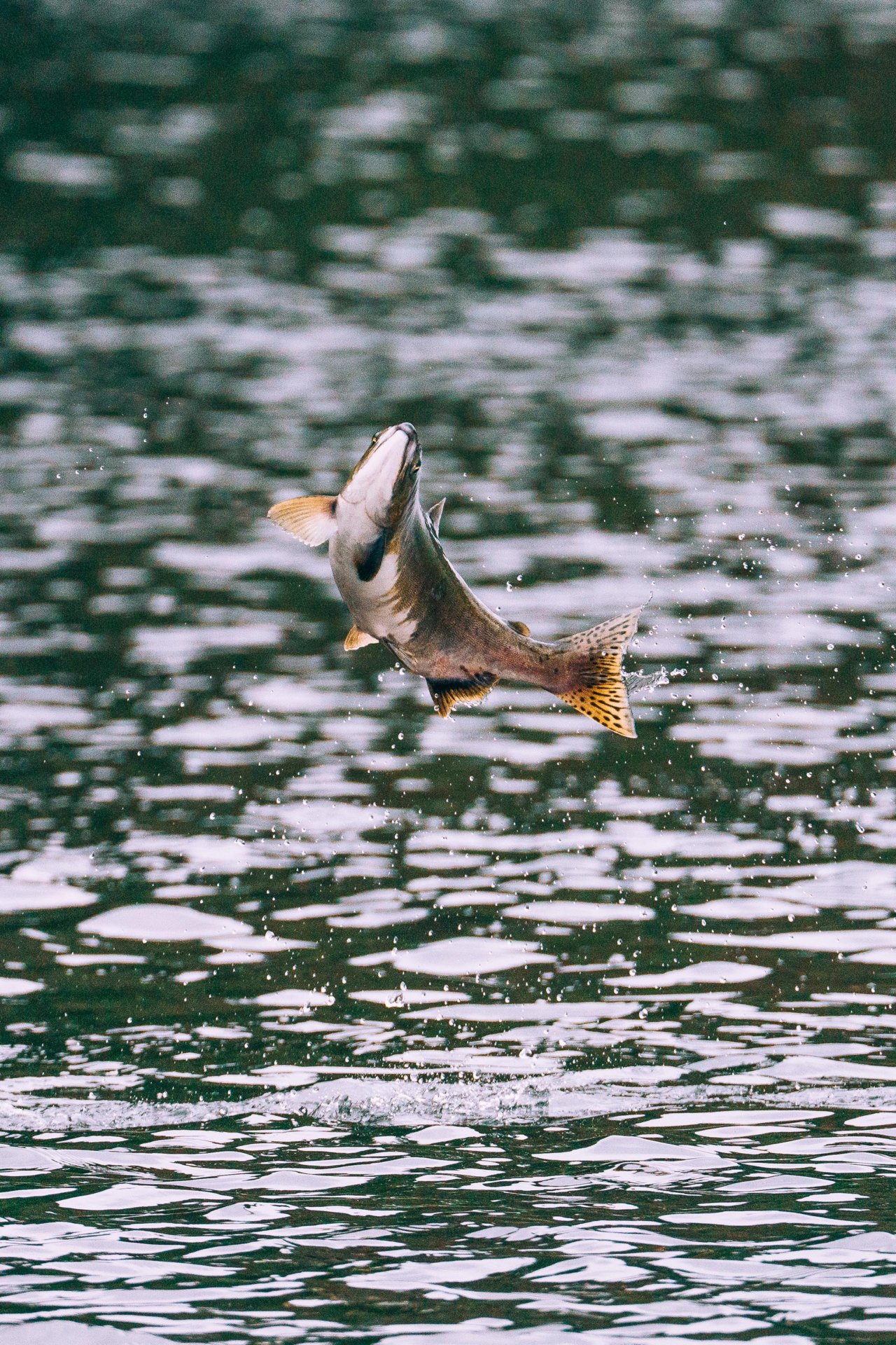 jumping fish alaska inside passage wilderness enclave