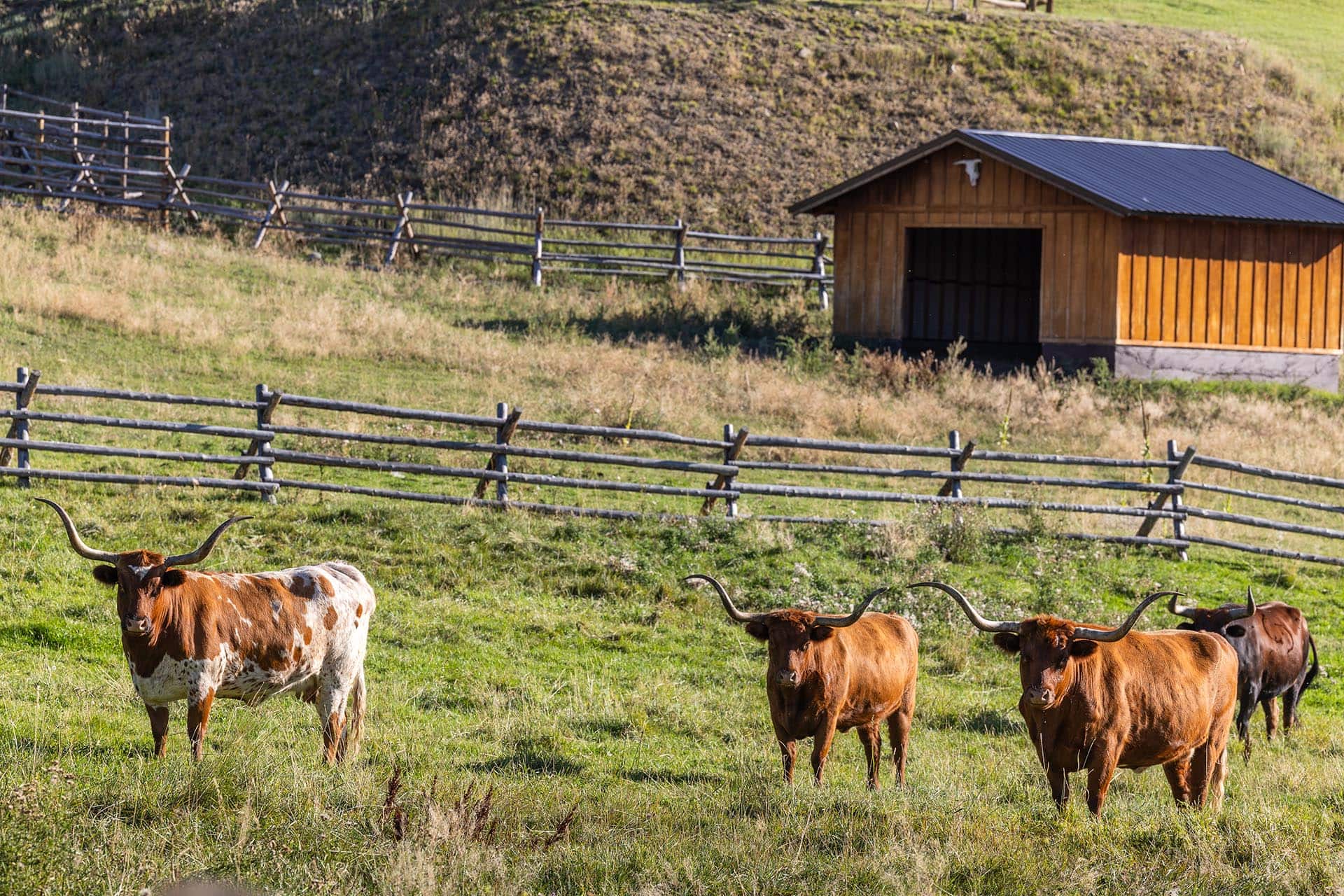 longhorn cattle idaho north fork meadows
