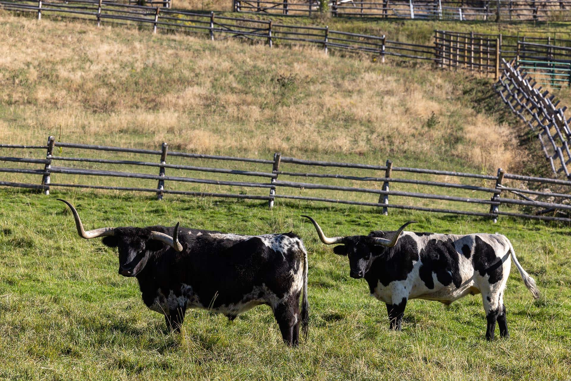longhorn cattle ranch idaho north fork meadows