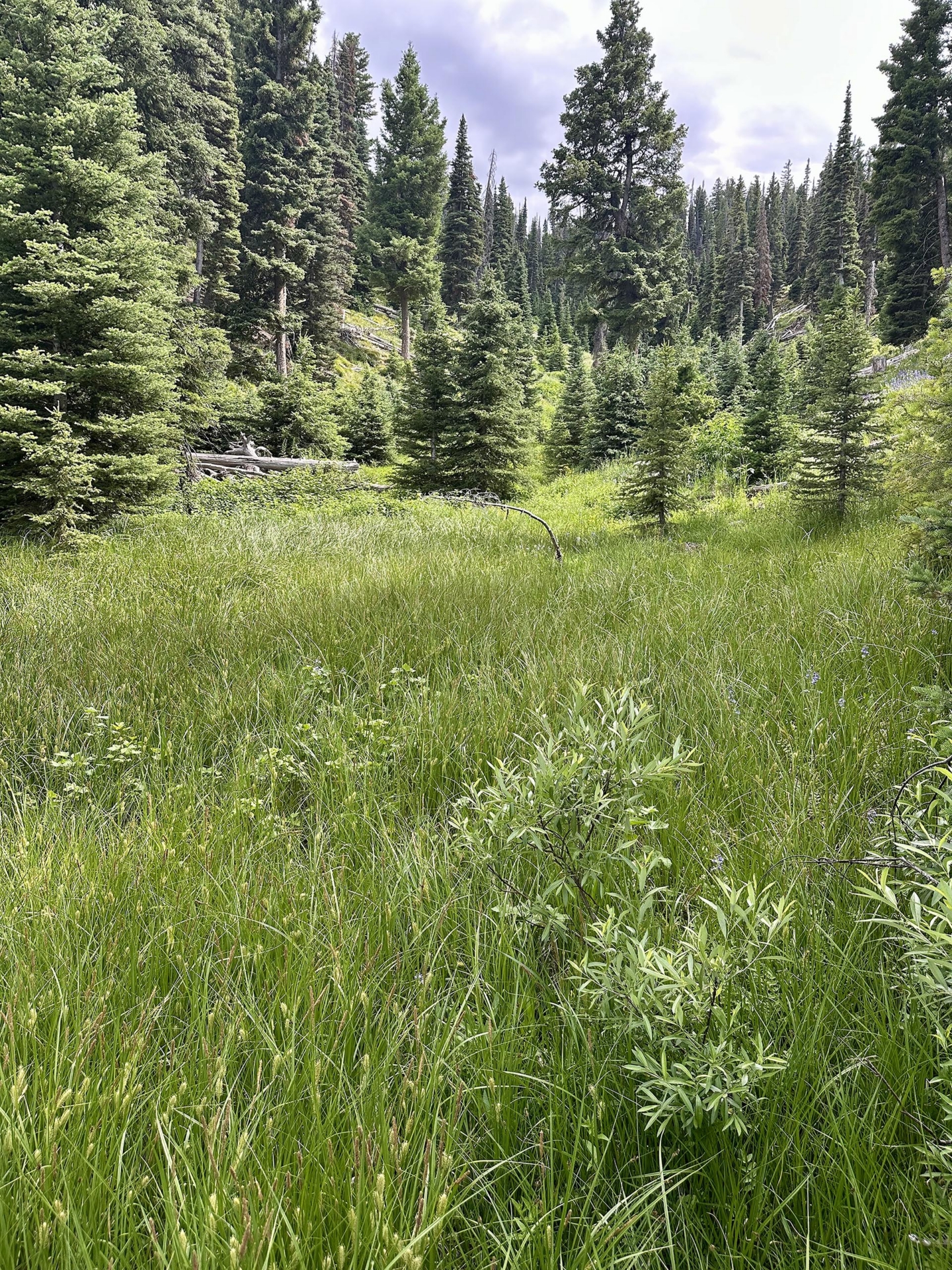 lush meadow idaho silver star mine and hunting property