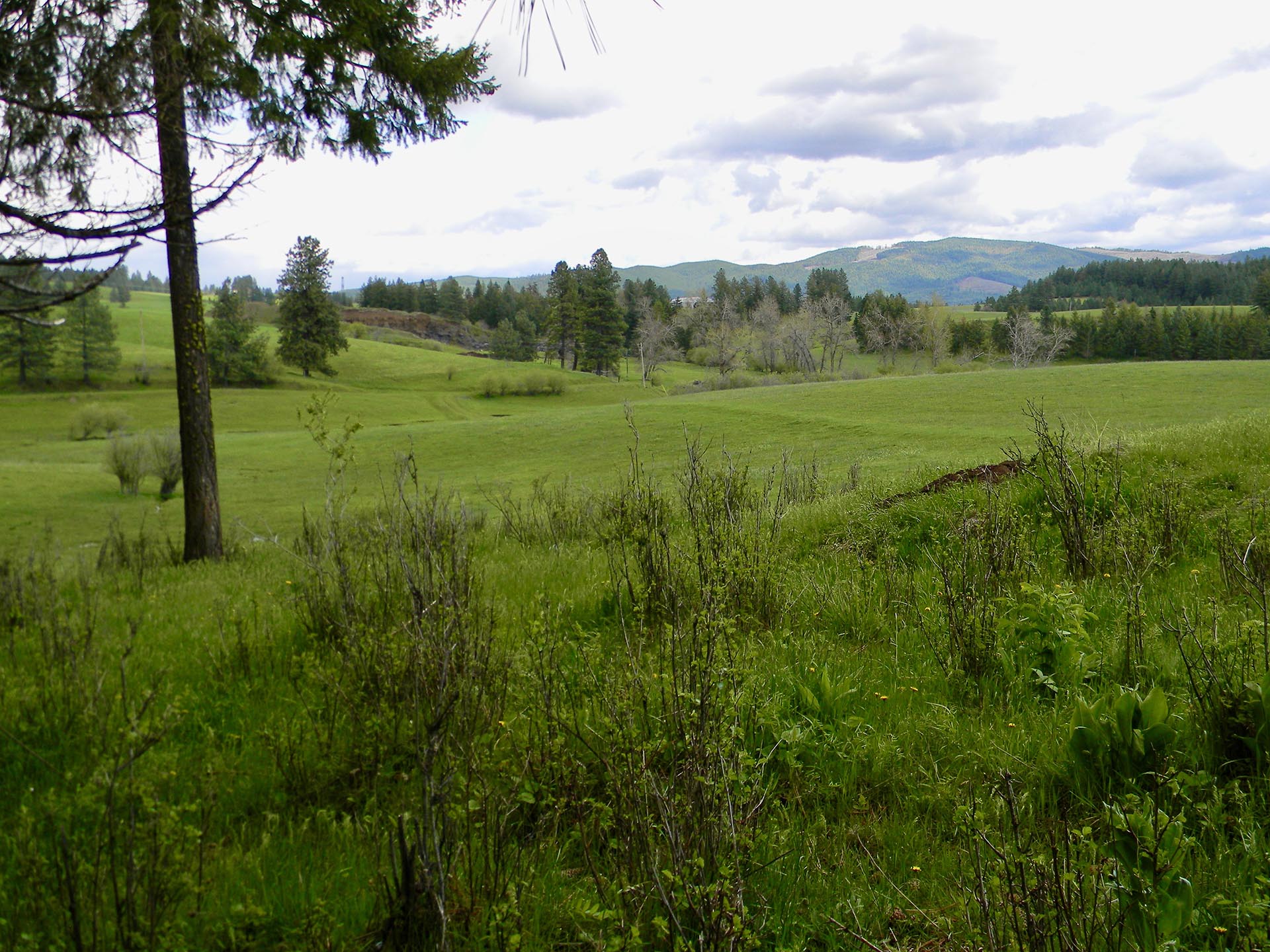 lush meadows idaho park ranch