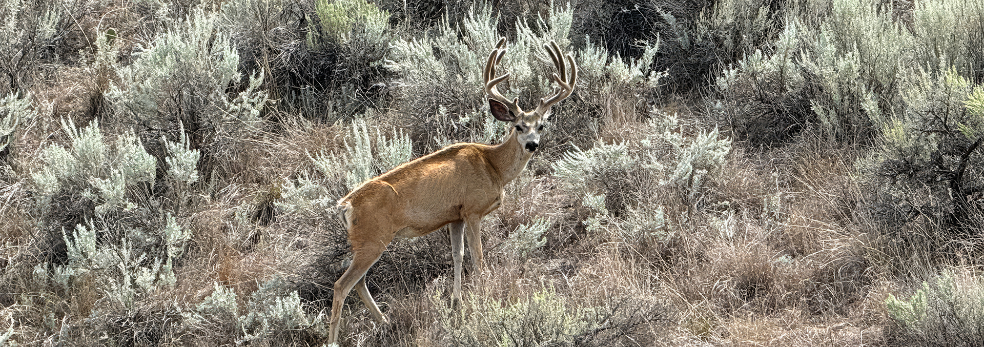montana land for sale Clarks Fork of the Yellowstone Overlook