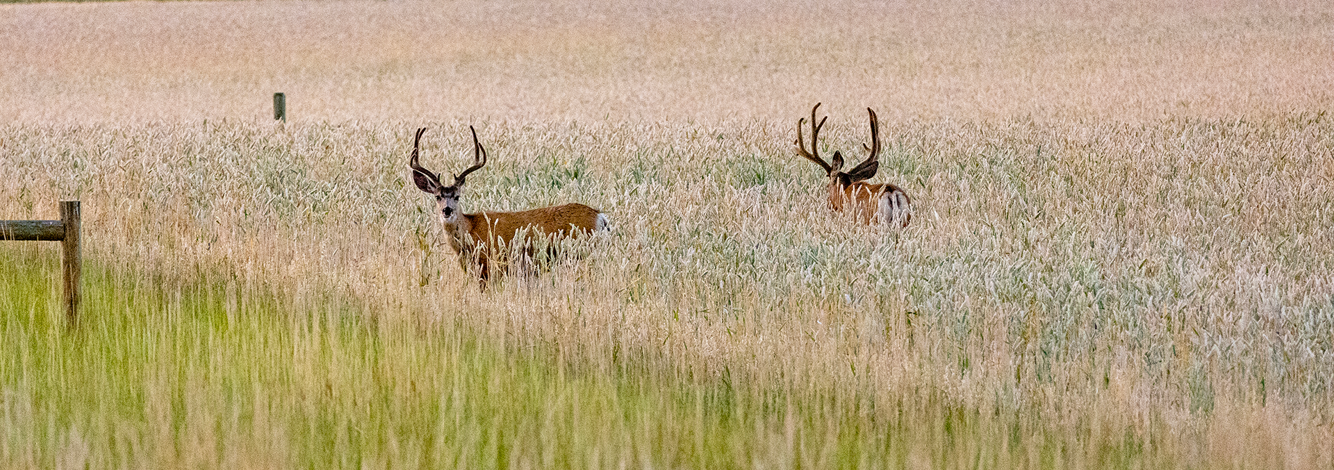 montana ranches for sale east gallatin riverbend