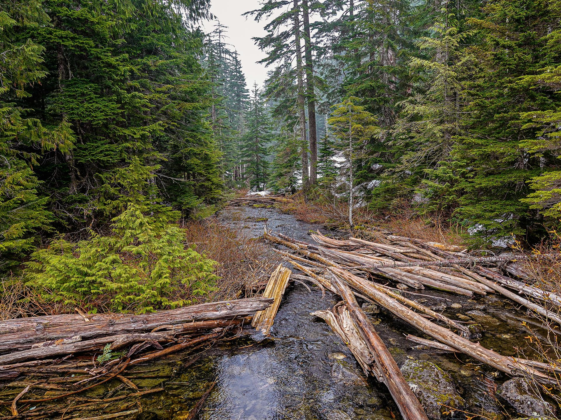 mountain valley forest canopy washington granite creek trail