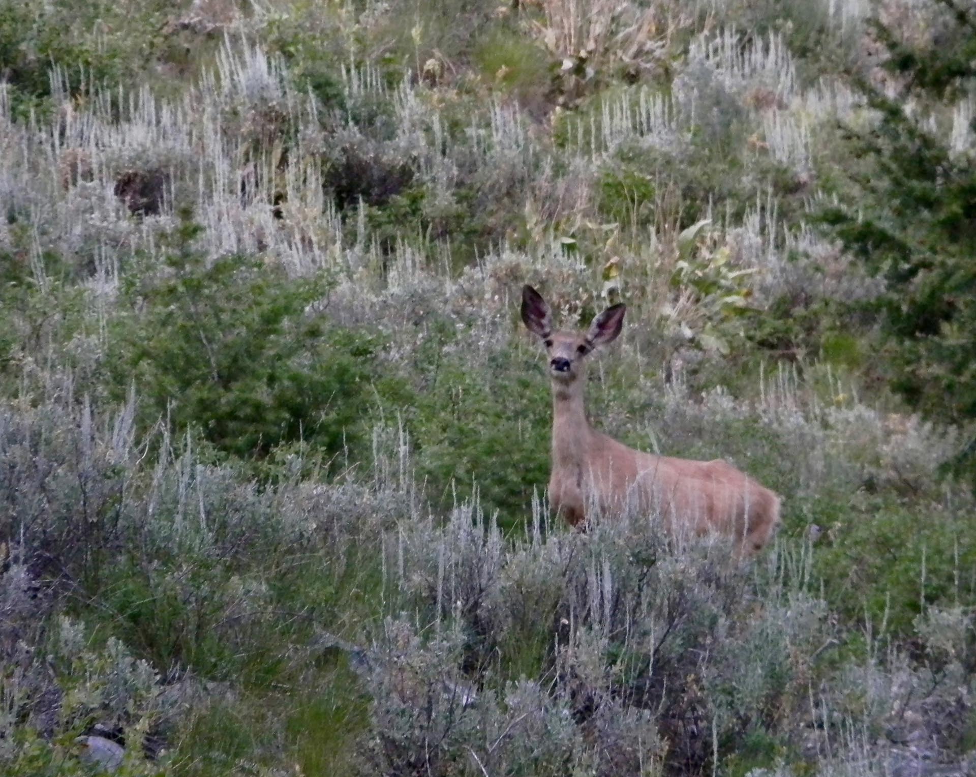 mule deer doe idaho silver star mine and hunting ranch