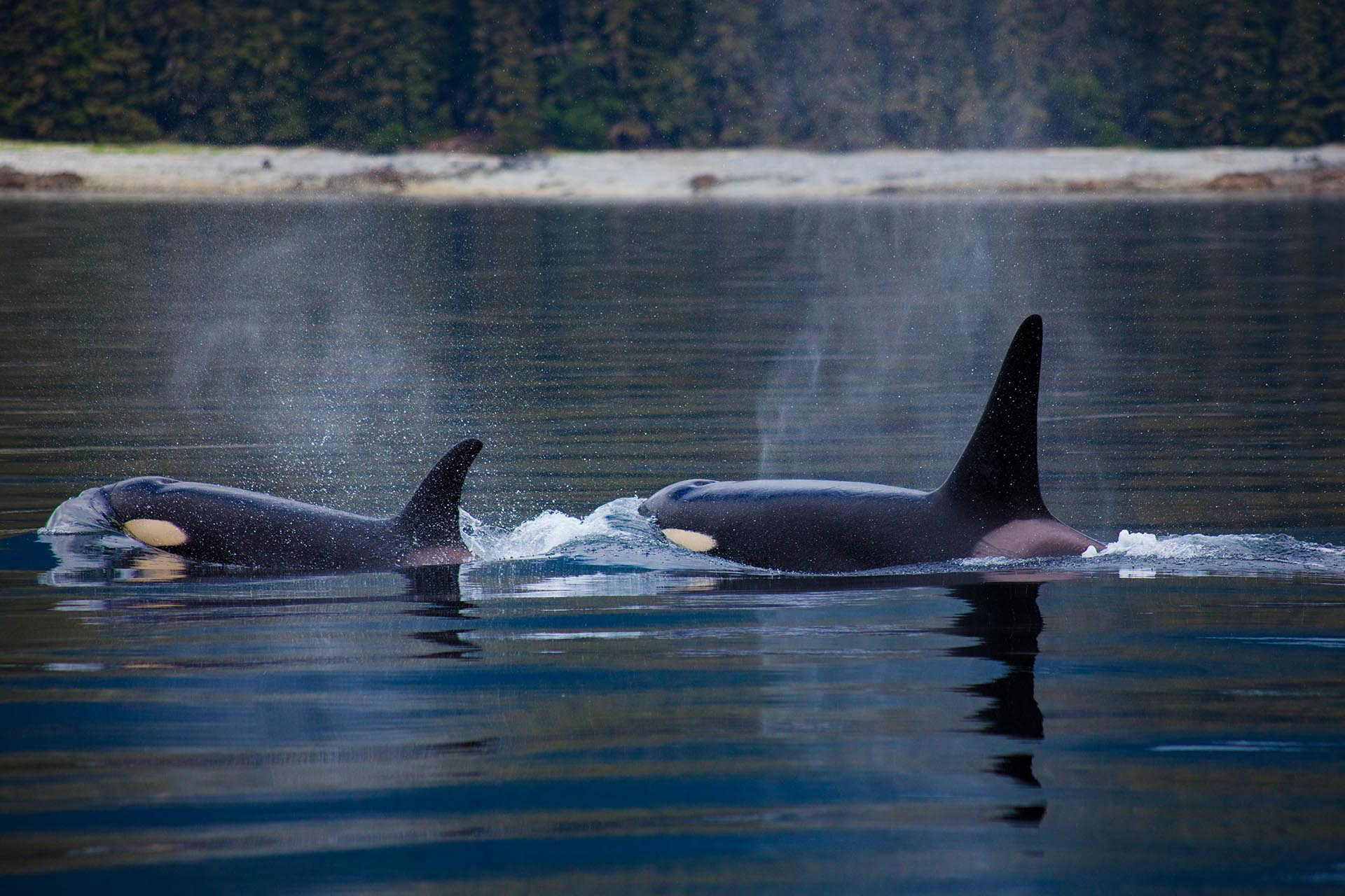 orcas alaska inside passage wilderness enclave