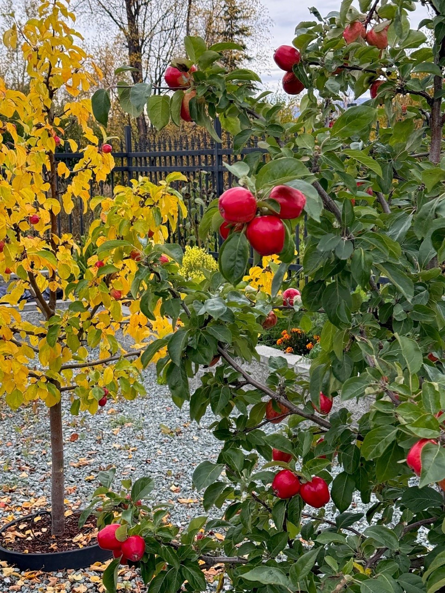 orchard alaska ultimate alaska estate