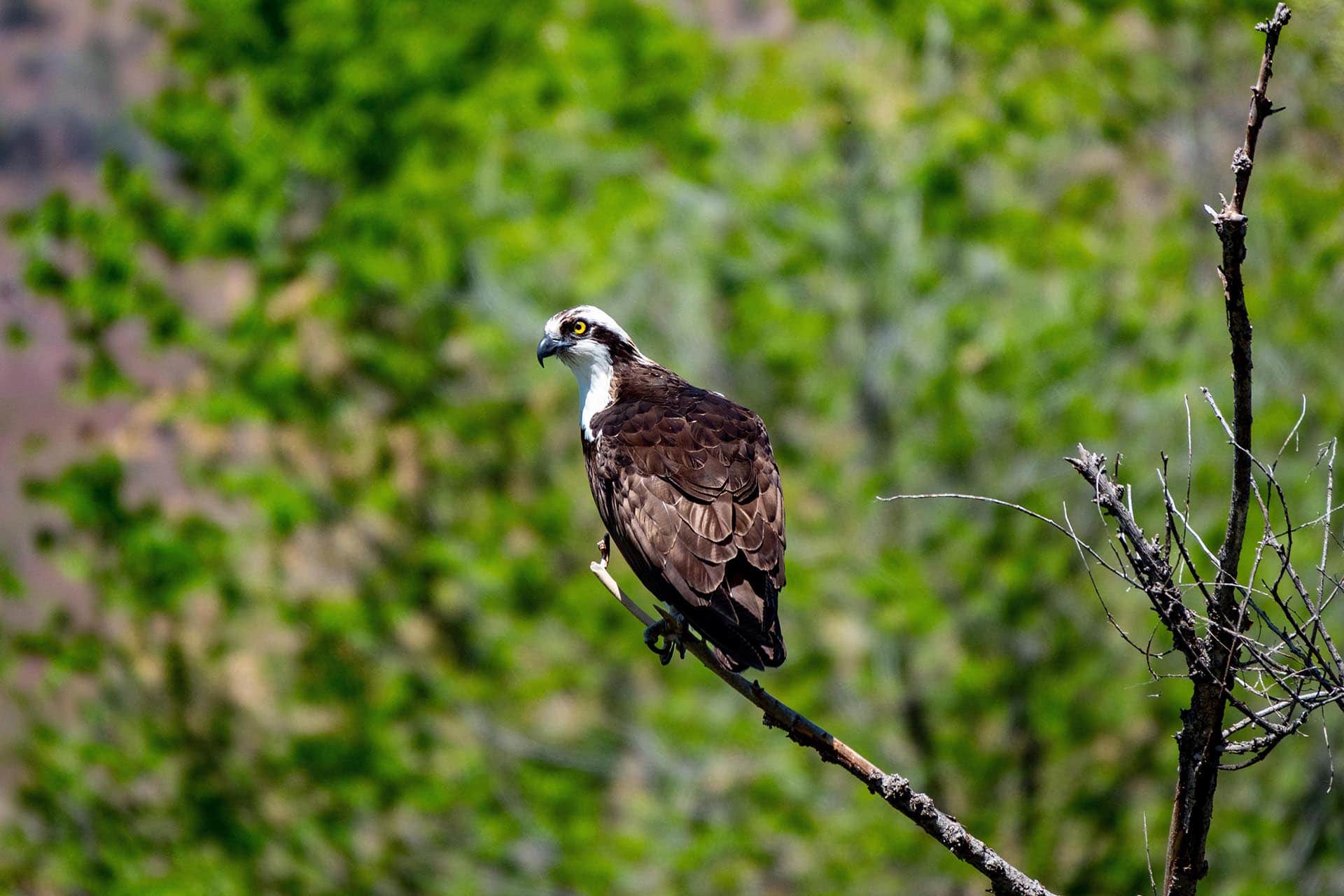 osprey oregon running spur hunting ranch