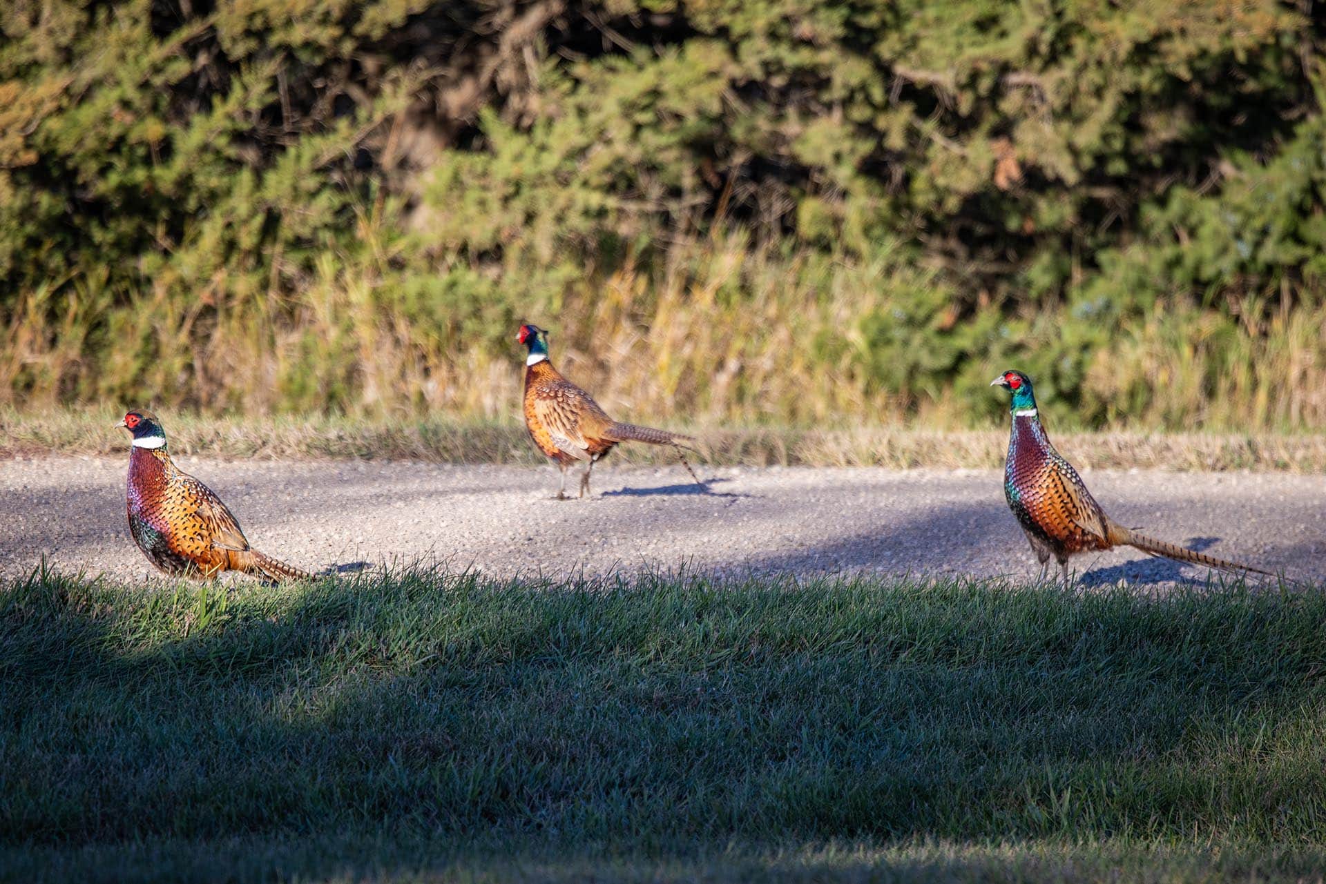 pheasant habitat land for sale south dakota paul nelson farm