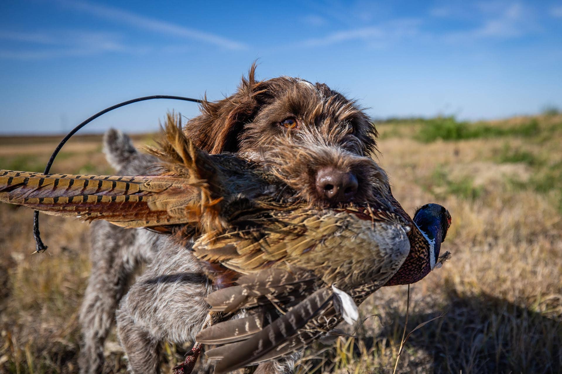 pheasant hunting dog property south dakota paul nelson farm
