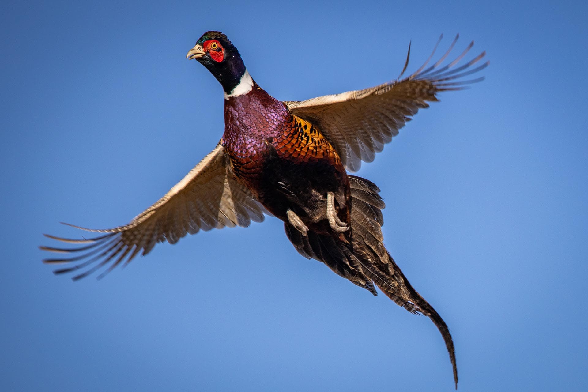 pheasant hunting property for sale south dakota paul nelson farm view 29 south dakota paul nelson farm