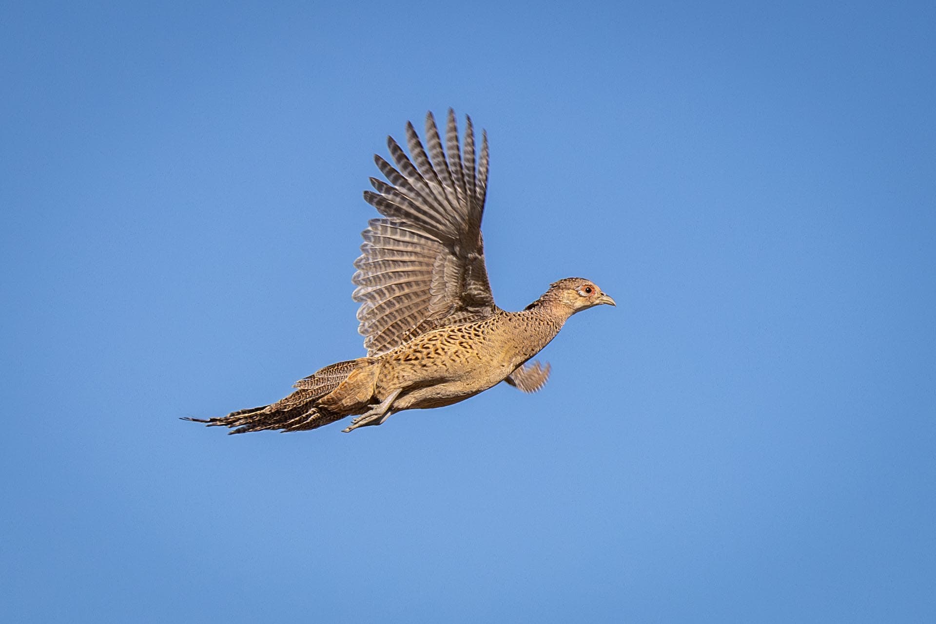pheasant in flight hunting property for sale south dakota paul nelson farm