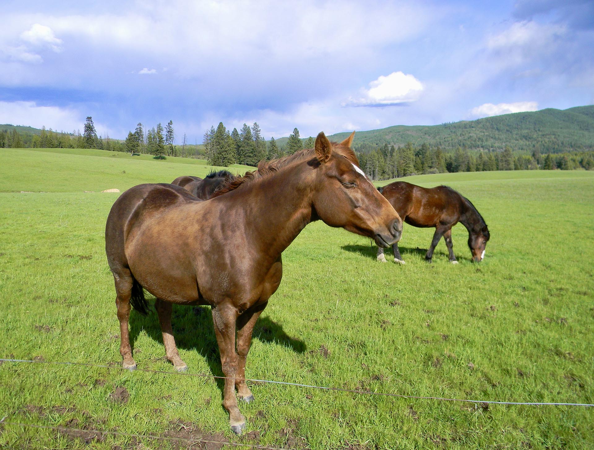 ranch horses idaho park ranch