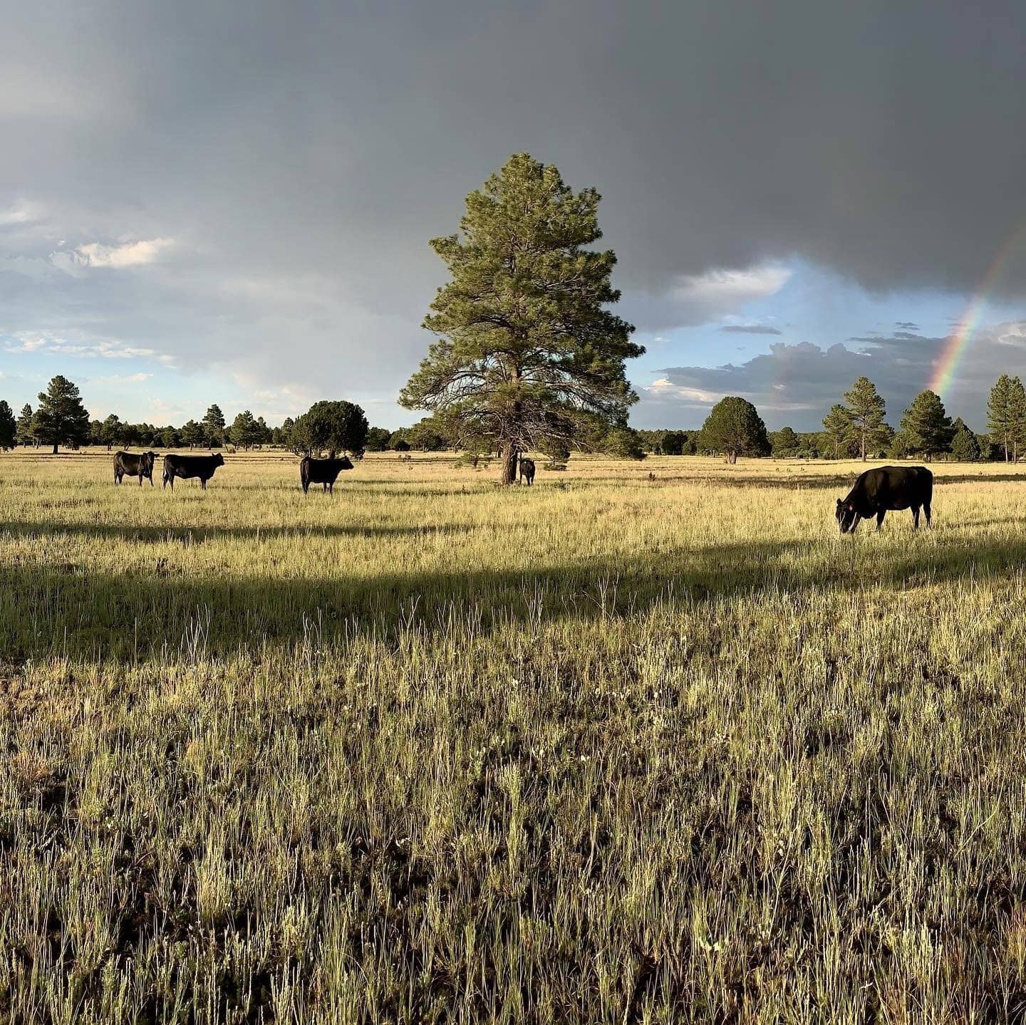 ranch land for sale arizona four of a kind ranch