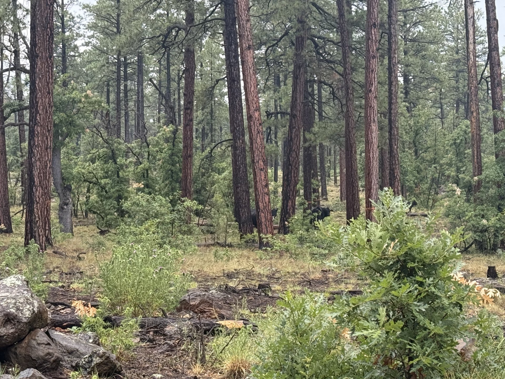 ranch land with leases arizona four of a kind ranch