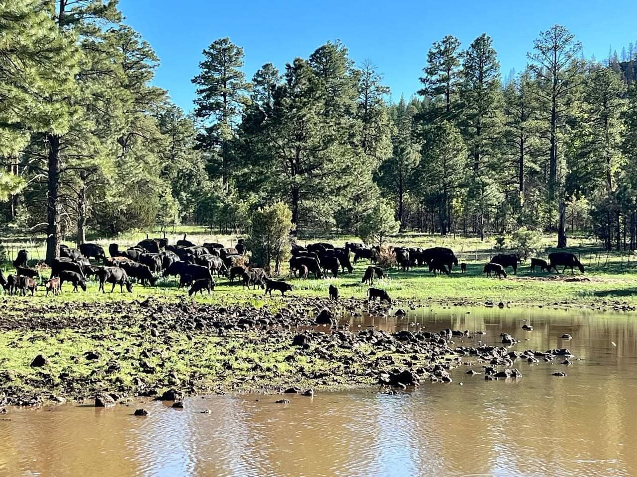 ranch properties arizona four of a kind ranch