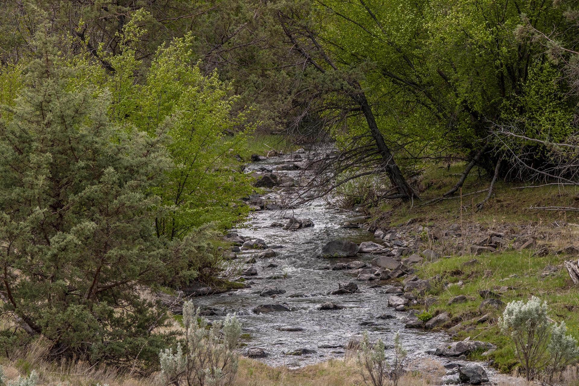 steelhead oregon running spur hunting ranch