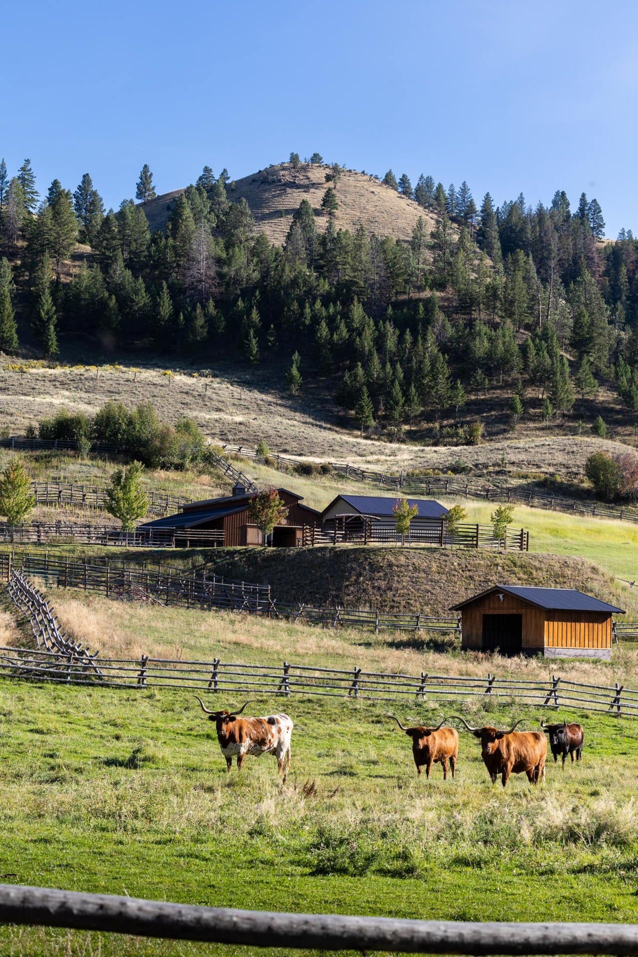 texas longhorns idaho north fork meadows