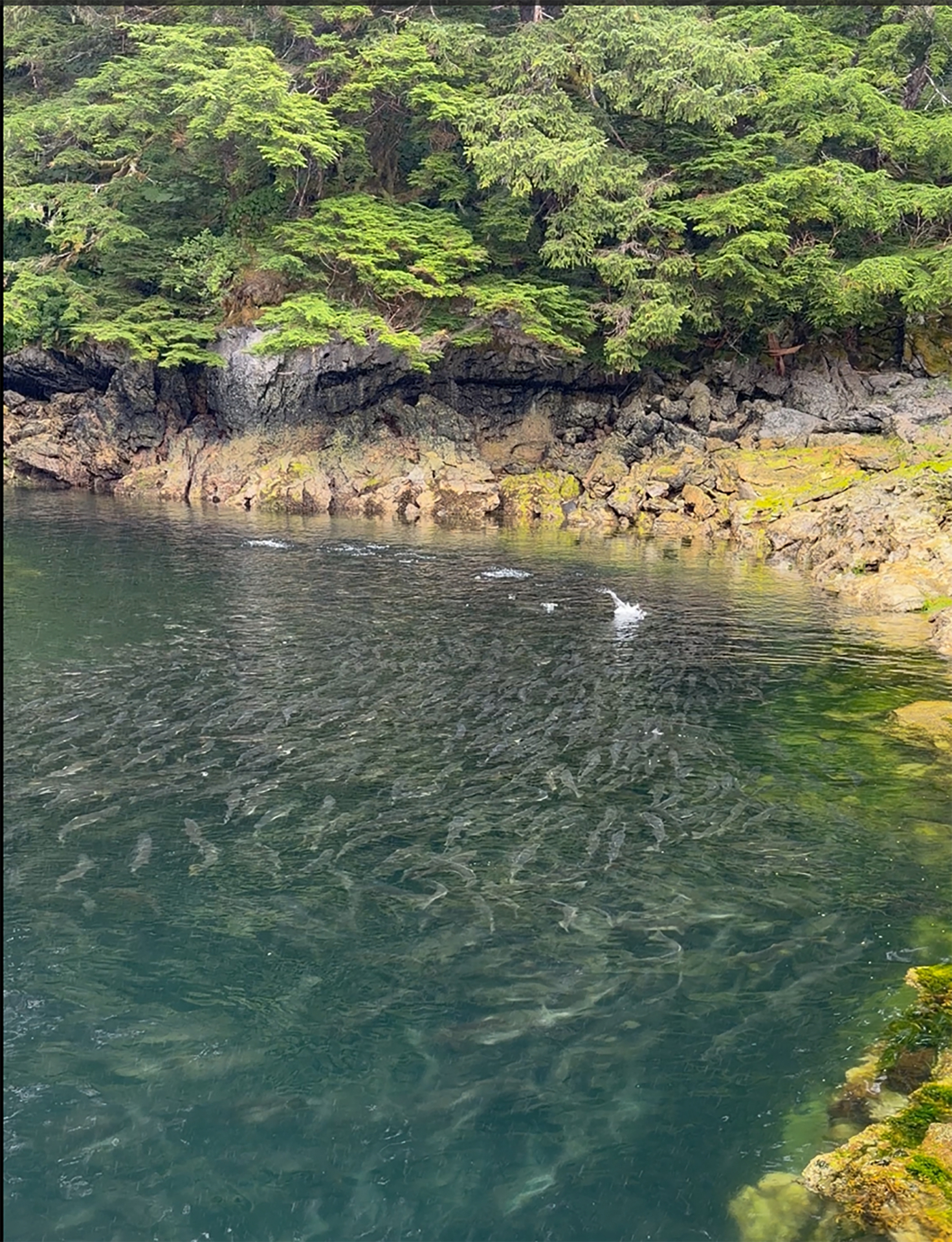 the grotto alaska inside passage wilderness enclave
