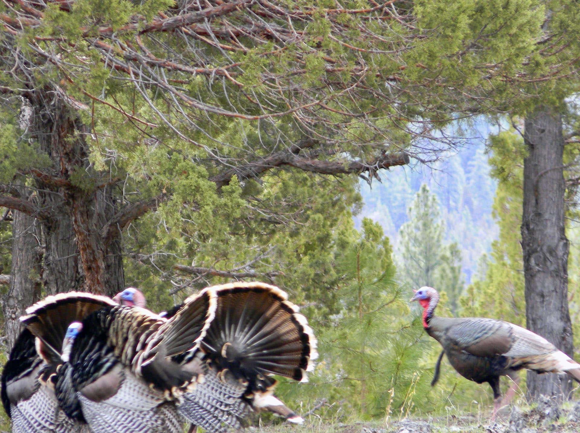turkey oregon running spur hunting ranch