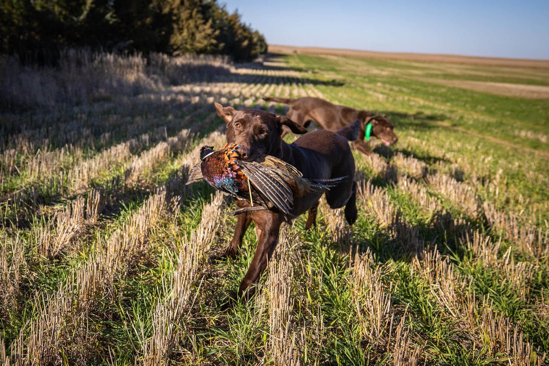 upland hunting land for sale south dakota paul nelson farm
