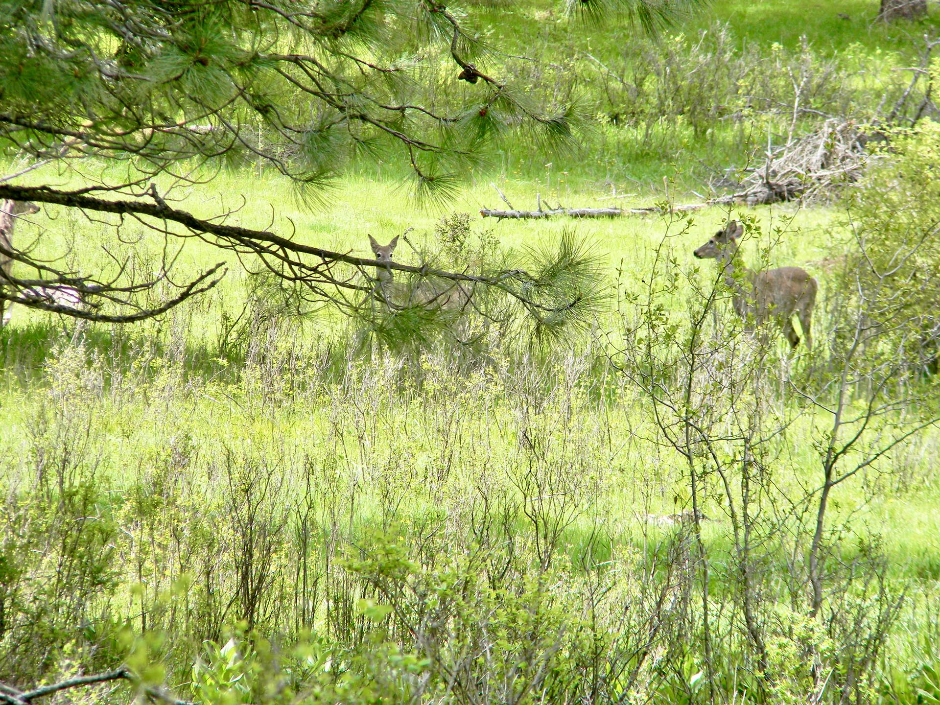 white tail idaho park ranch