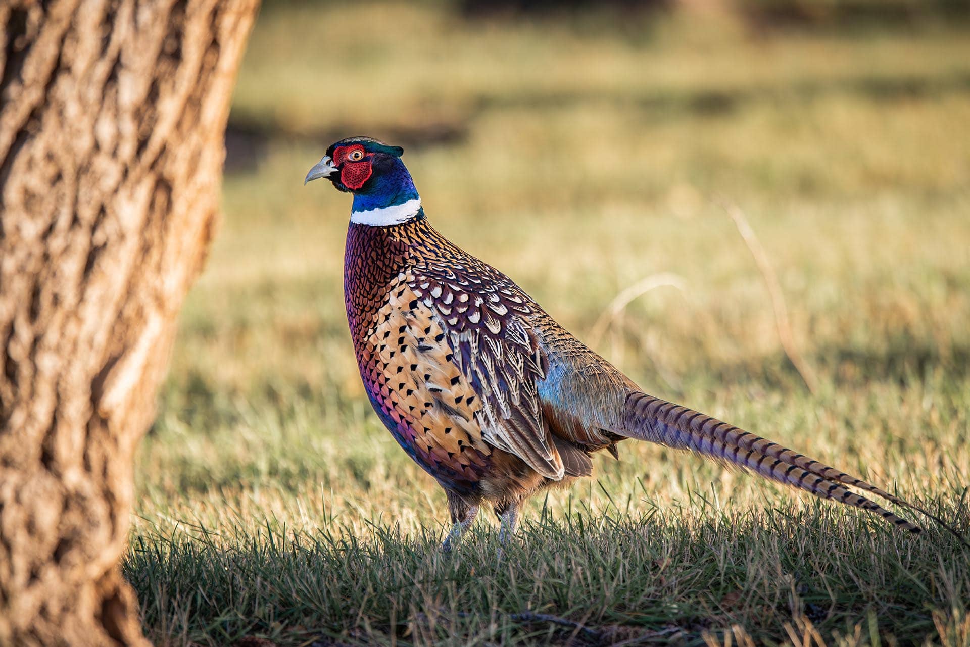 wild pheasant habitat land for sale south dakota paul nelson farm