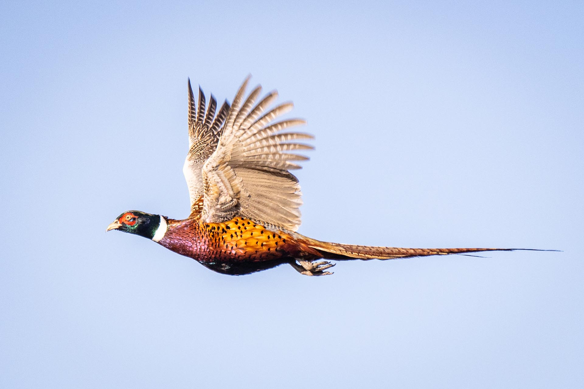 wild pheasant in flight south dakota paul nelson farm