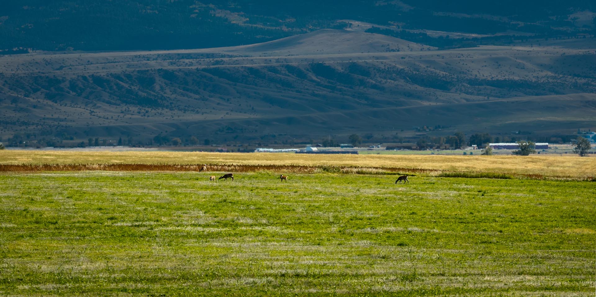 wildlife habitat land montana dempsey lakes cattle ranch